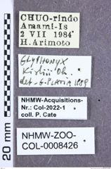 Etikette zu Glyphonyx kishii (Ôhira, 1968) (NHMW-ZOO-COL-0008426)